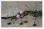 Dianthus pyrenaicus * Pyrenean Pink - Aigues Tortes, Pyrenees - July 1986 * 4626 x 3010 * (11.94MB)